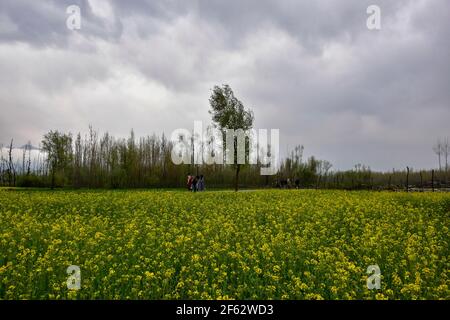 Srinagar, India. 29 marzo 2021. I pendolari camminano attraverso i campi di senape durante una giornata nuvolosa di primavera alla periferia di Srinagar. Credit: SOPA Images Limited/Alamy Live News Foto Stock