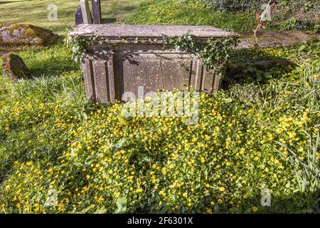Celandine primaverili nel cimitero della chiesa di St Margarets nel villaggio di Cotswold di Bagendon, Gloucestershire UK Foto Stock
