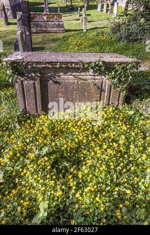 Celandine primaverili nel cimitero della chiesa di St Margarets nel villaggio di Cotswold di Bagendon, Gloucestershire UK Foto Stock