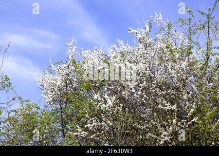 La fioritura del blackthorn (Prunus spinosa o l'albero della sciabola) nella primavera iniziale sul Cotswolds vicino a Buckland, Gloucestershire UK Foto Stock