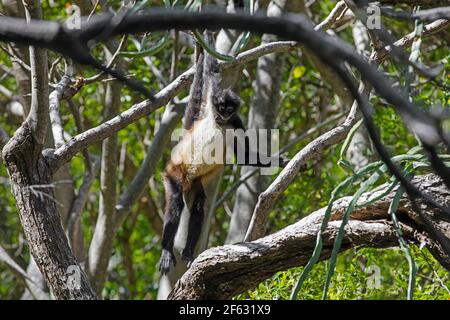 Scimmia ragno messicana (Ateles geoffroyi vellerosus) in un collare con albero e trasmettitore nel Parco Nazionale del Sumidero Canyon, Chiapas, Messico Foto Stock