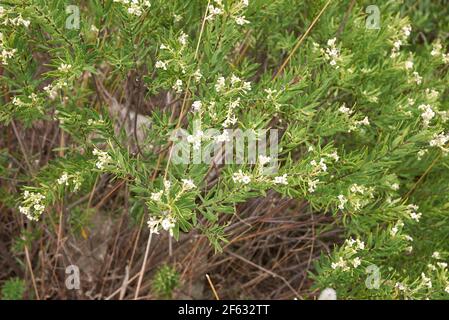 Daphne gnidium pianta in fiore Foto Stock