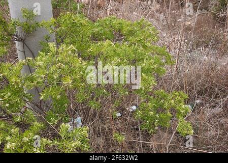 Daphne gnidium pianta in fiore Foto Stock