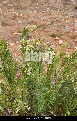 Daphne gnidium pianta in fiore Foto Stock