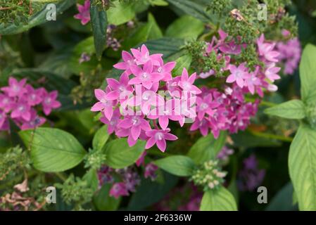 Pentas lanceolata fiori bianchi e viola Foto Stock