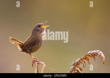 Kidderminster, Regno Unito. 29 marzo 2021. Tempo nel Regno Unito: Quando la giornata si avvicina, questo piccolo Jenny Wren inizia a cantare retroilluminato dal sole primaverile della sera. Credit: Lee Hudson/Alamy Live News Foto Stock