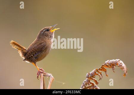 Kidderminster, Regno Unito. 29th marzo 2021. Tempo britannico: Mentre la giornata si avvicina alla fine, questo bellissimo, piccolo uccello wren inizia a cantare, retroilluminato dal sole primaverile serale. Credit: Lee Hudson/Alamy Live News Foto Stock