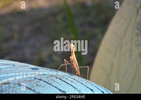 mantis in preghiera su una ruota blu Foto Stock