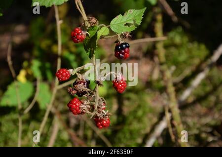 blackberry selvaggio nella foresta Foto Stock