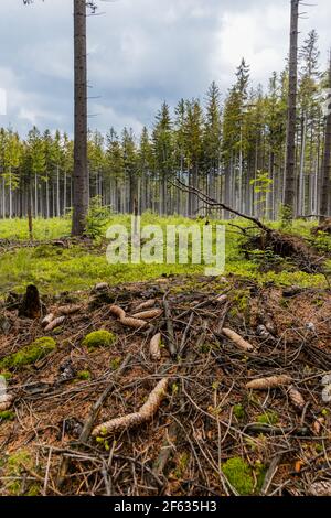 Piccola radura con alberi abbattuto sulle montagne di Rudawy Janowickie Foto Stock