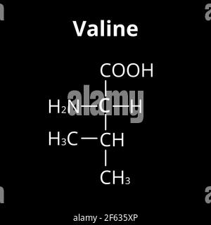 Valina aminoacido. Formula molecolare chimica dell'aminoacido valinico. Illustrazione vettoriale su sfondo isolato Illustrazione Vettoriale