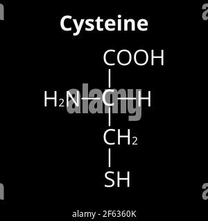 La cisteina amminoacidica. Formula molecolare chimica cisteina aminoacido. Illustrazione vettoriale su sfondo isolato Illustrazione Vettoriale