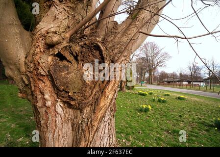 Scopo di potatura dell'albero, tecniche e sicurezza Foto Stock