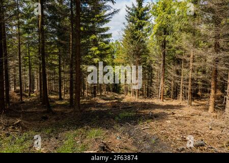 Piccola radura con alberi abbattuto sulle montagne di Rudawy Janowickie Foto Stock