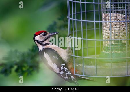 Giovane Grande Picchio a puntini Dendrocopos maggiore perching sul lato di una gabbia di uccello di prova di scoiattolo per impedire l'accesso a. il cibo Foto Stock