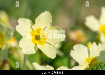 Macro shot di un fiore di primula (primula vulgaris) comune Foto Stock