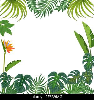 Vettore tropicale giungla sfondo con palme e foglie. Illustrazione Vettoriale