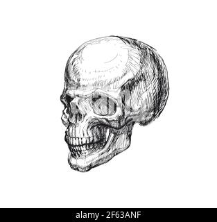 Illustrazione del vettore di schizzo disegnato a mano sul cranio umano disegnato a mano Illustrazione Vettoriale