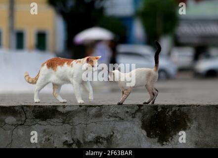 salvador, bahia / brasile - 11 giugno 2019: I gatti sono visti accanto alla scultura di Mario Cravo sulla Rampa do Mercado Modelo nella città di Salvador * Foto Stock