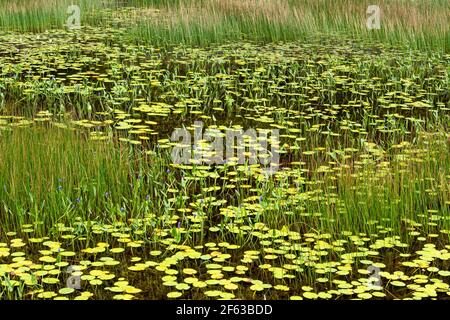 Pond erbe e piante, Acadia National Park, Maine Foto Stock