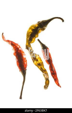 Tre peperoncini secchi sono sisuillati su uno sfondo retroilluminato che mostra quanto siano traslucidi quando asciugati. Foto Stock