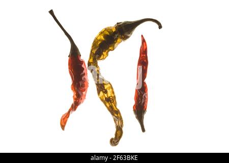 Tre peperoncini secchi sono sisuillati su uno sfondo retroilluminato che mostra quanto siano traslucidi quando asciugati. Foto Stock