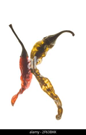 Due peperoncini secchi sono sisuillati su uno sfondo retroilluminato che mostra quanto siano traslucidi quando asciugati. Foto Stock