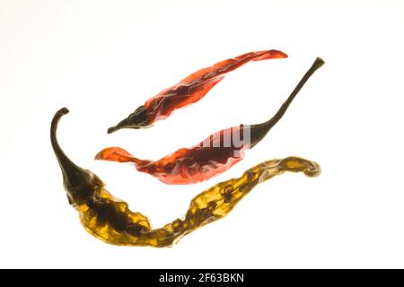 Tre peperoncini secchi sono sisuillati su uno sfondo retroilluminato che mostra quanto siano traslucidi quando asciugati. Foto Stock