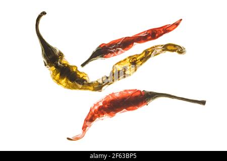 Tre peperoncini secchi sono sisuillati su uno sfondo retroilluminato che mostra quanto siano traslucidi quando asciugati. Foto Stock