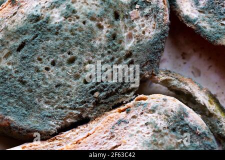 Profuse la muffa sulle fette di pane che giacciono sul tavolo. Realizzati con luce naturale. Foto Stock