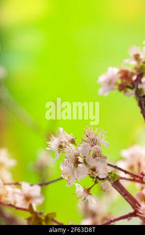 Primavera stagione fiori bianchi sui rami Foto Stock