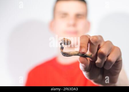 Microdosaggio psichedelico della psilocibina. Funghi magici tenuti nelle mani dell'uomo. Foto Stock