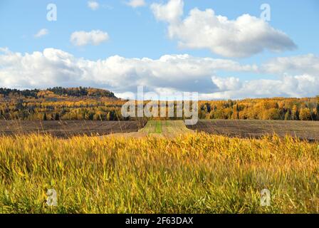 In una giornata di sole in autunno, gli alberi verdi e d'oro coprono le colline di sfondo, come un campo arato ha una striscia di erba in basso al centro e attraverso la parte anteriore. Foto Stock