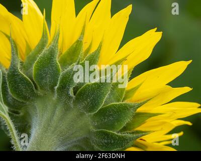 Vista retroilluminata della parte inferiore del girasole giallo Foto Stock