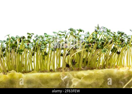 Micrograni freschi di senape bianca che crescono su un substrato speciale per piantine isolate su sfondo bianco. Concetto di giardinaggio domestico e di crescita gr Foto Stock