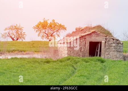 abbandonato contadino di pietra capanna in un campo di cereali verde con due alberi di mandorle Foto Stock