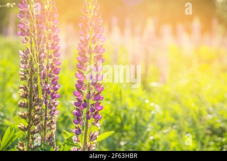 Fiori di lupino in fiore. Un campo di lupini. Colorato sfondo di fiori estivi. Foto Stock