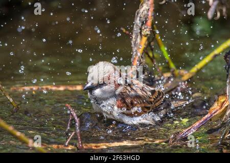 Kidderminster, Regno Unito. 29 marzo 2021. Tempo nel Regno Unito: Con l'inizio dell'estate britannica, la fauna selvatica locale è impegnata a prendere oggi una meritata primavera pulita in un clima caldo inestagionabilmente. Gli uccelli stanno sprucing in su le loro piume pronte per un certo'azione di primavera e questo passero della casa maschile sa che deve prendere un bagno ed essere in condizione primaria per assicurare la sua attrazione ad un compagno potenziale! Credit: Lee Hudson/Alamy Live News Foto Stock