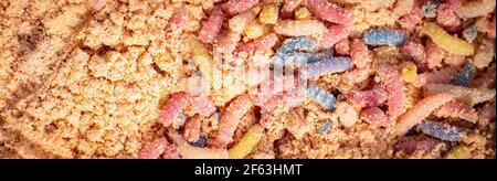 Multicolore maggots come esca di pesca in attesa in segatura Foto Stock