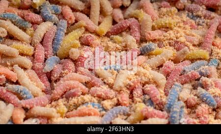 Multicolore maggots come esca di pesca in attesa in segatura Foto Stock