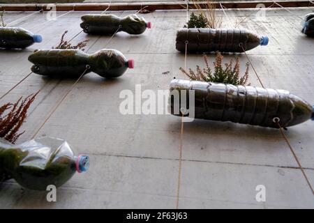 Bottiglie di plastica capovolte con tappi colorati trasformati in Do IT Yourself o giardino verticale fatto a mano fissato con corde su una parete di cemento. Foto Stock