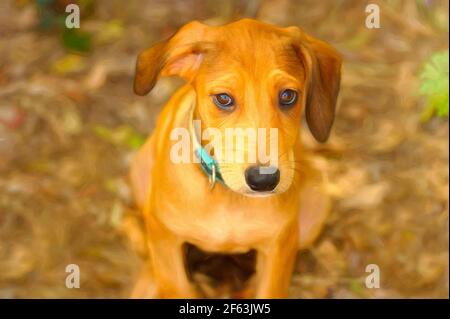 Un cane carino è all'aperto nella natura Foto Stock