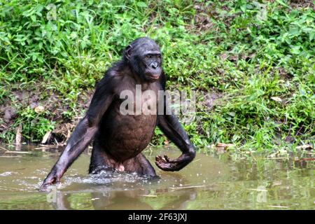 Bonobo maschile in piedi in acqua presso il santuario lola ya bonobo vicino kinshasa; Repubblica del Congo Foto Stock