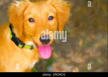 Un cane carino è all'aperto nella natura Foto Stock