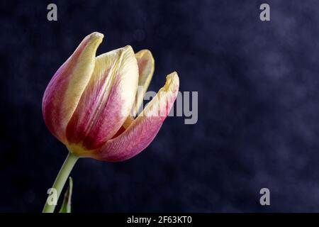 Macro fotografia Tulipano aperto rosa e giallo Foto Stock