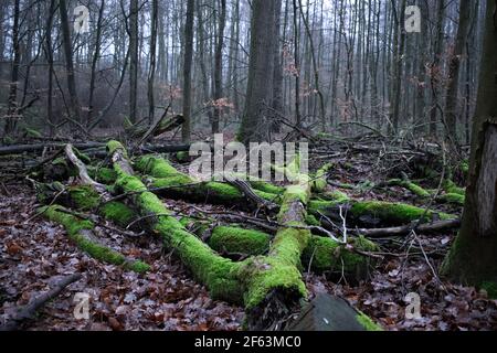 Albero caduto con moos verde su di esso. Foto Stock