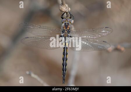 Snella Baskettail, Epitheca Costalis Foto Stock