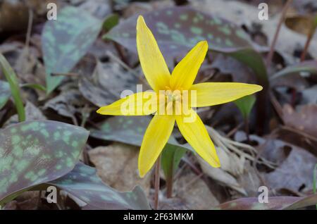 Giglio giallo, eritronio rostratum Foto Stock