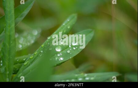 Una grande goccia d'acqua su un foglio di lupino. (Lupinus polifyllus) Foto Stock