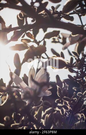 Sotto il sole bellissimo bianco fiore magnolia albero (Magnolia Kobus). Magnolia stellata -primi fiori primaverili- sfondo dai colori tenui Foto Stock